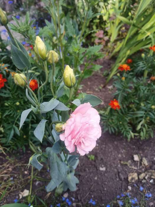 Фотография покупателя товара Семена цветов Эустома срезочная "Мэйдж дип роуз", F1, 5 шт