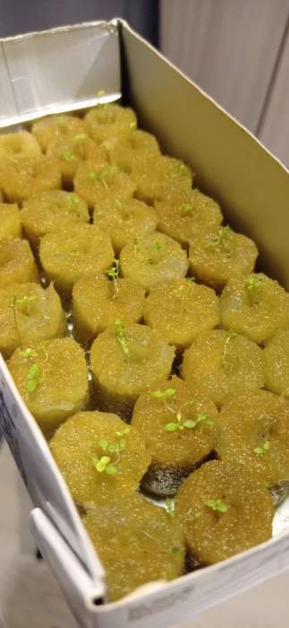 Фотография покупателя товара Пробка минераловатная «Эковер», для рассады, d=22 мм, h=28 мм, набор 100 шт. - Фото 1