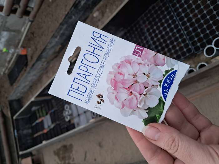 Фотография покупателя товара Семена комнатных цветов Пеларгония «Эйплблоссом», 4 шт., «Агроуспех» - Фото 14