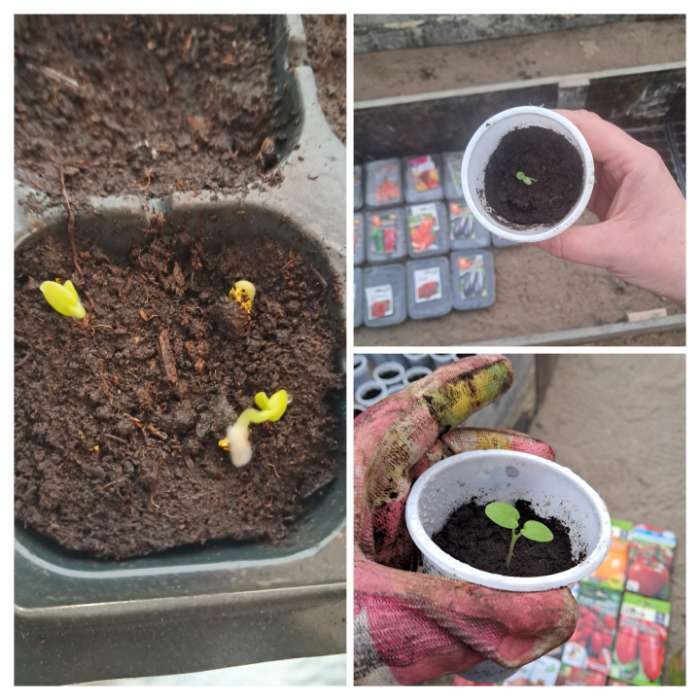 Фотография покупателя товара Семена комнатных цветов Пеларгония «Эйплблоссом», 4 шт., «Агроуспех» - Фото 13