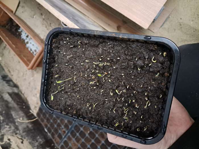 Фотография покупателя товара Семена Томат «Хурма», 0.1 г, «Рецепты дедушки Никиты» - Фото 1