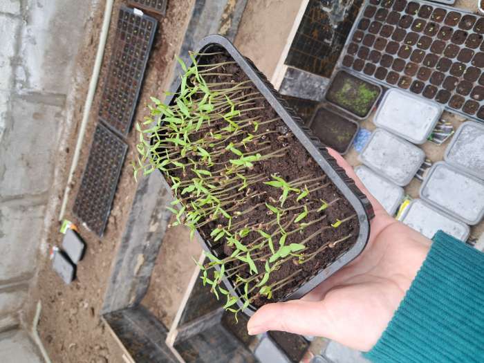 Фотография покупателя товара Семена Томат «Хурма», 0.1 г, «Рецепты дедушки Никиты» - Фото 2