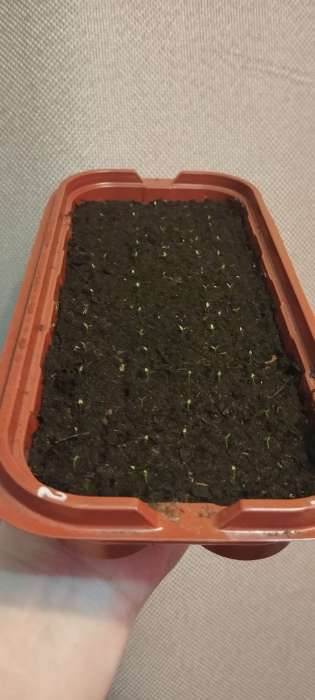 Фотография покупателя товара Семена цветов Эустома "Розанна" Блек пир F1, драже, 3 шт - Фото 1