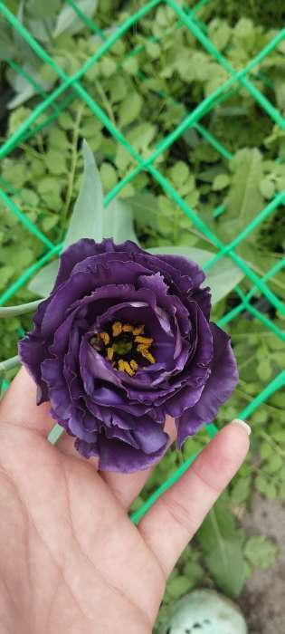 Фотография покупателя товара Семена цветов Эустома "Розанна" Блек пир F1, драже, 3 шт - Фото 2