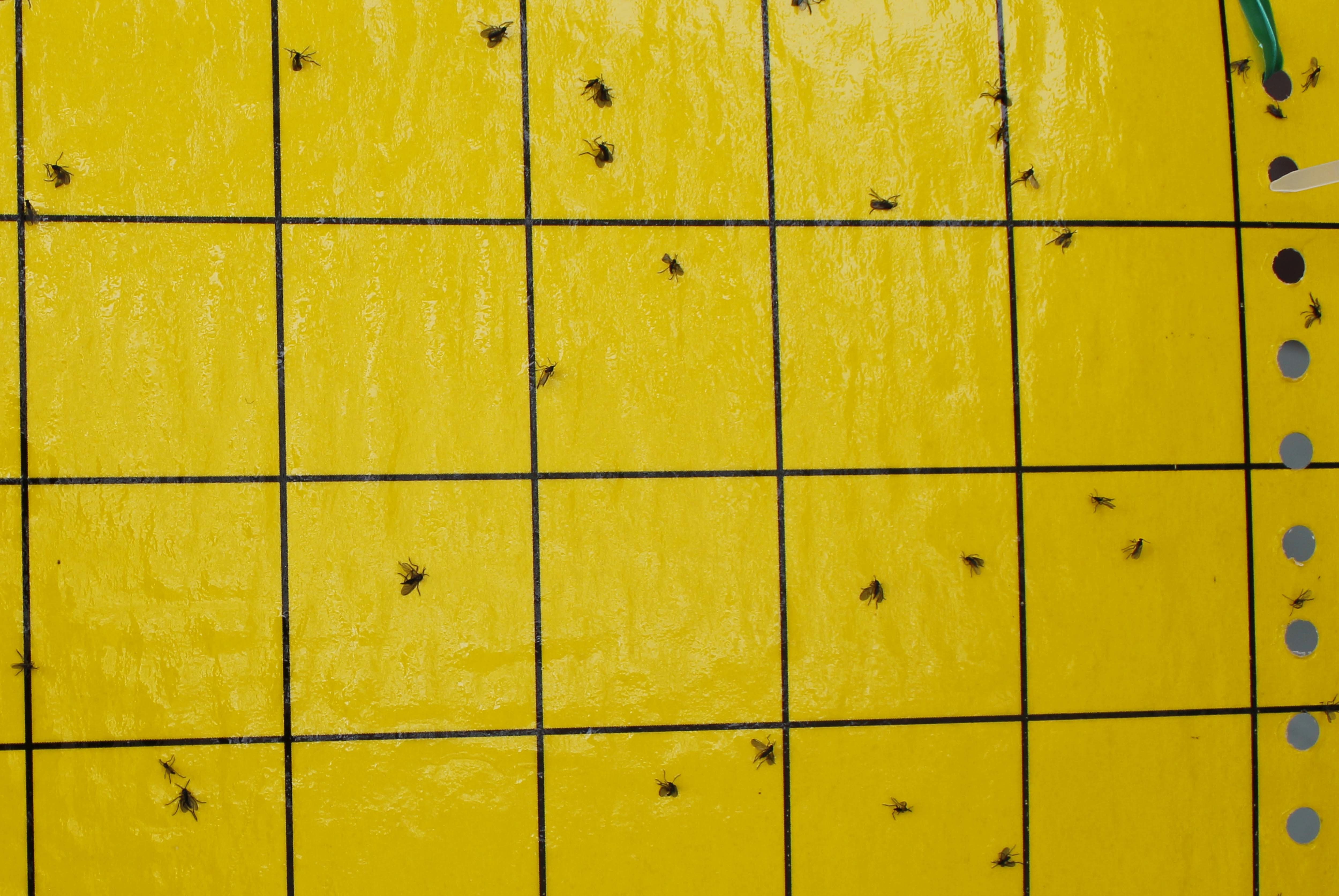 Фотография покупателя товара Ловушка ARGUS от мух, тли, мошки, плодожорки, белокрылки 5 клеевых пластин