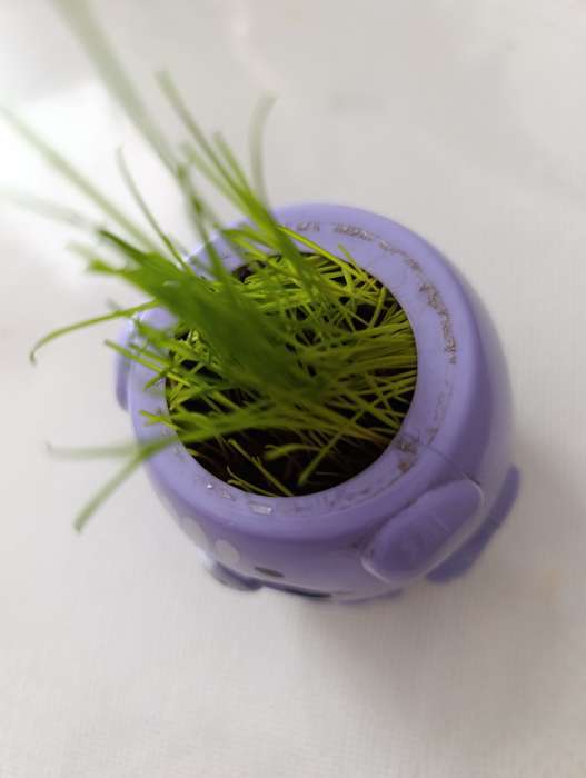 Фотография покупателя товара Набор для опытов, для детей «Котики. Выращиваем травку», растение в жёлтом горшочке - Фото 123