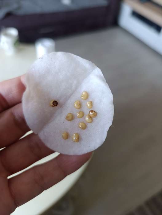 Фотография покупателя товара Семена Перец сладкий "Калифорнийское чудо", оранжевое, 0,1г - Фото 1