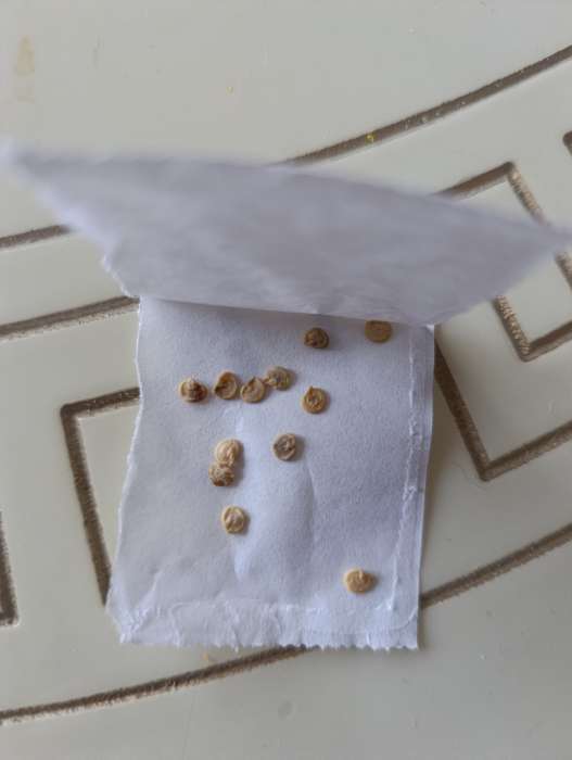 Фотография покупателя товара Семена Перец сладкий "Калифорнийское чудо", оранжевое, 0,1г - Фото 2