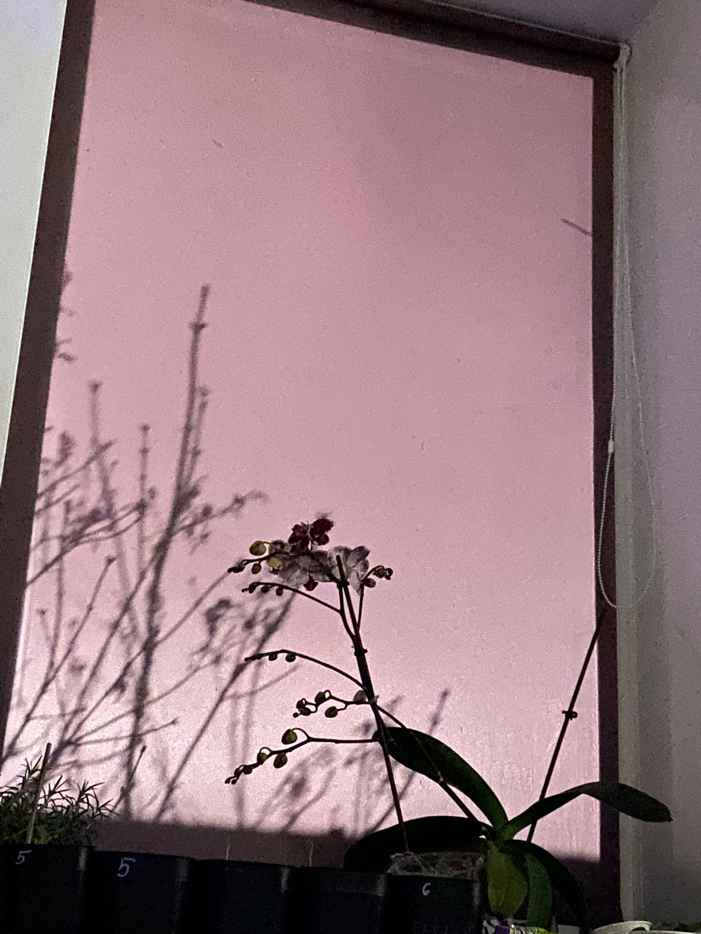 Фотография покупателя товара Рулонная штора Decofest «Лаванда», 80х160 см, цвет фиолетовый - Фото 3