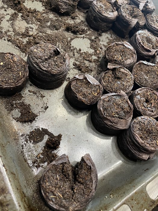 Фотография покупателя товара Таблетки торфяные, для рассады, d=4.2 см, с оболочкой, набор 50 шт. - Фото 13