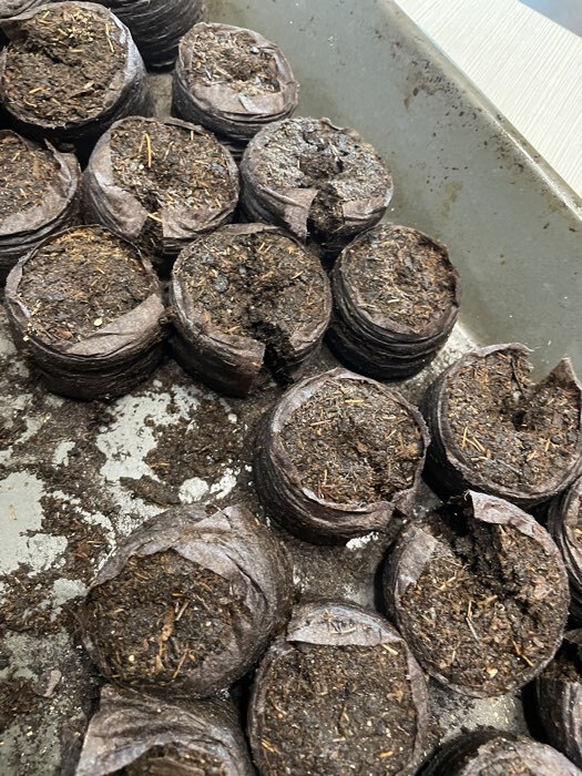 Фотография покупателя товара Таблетки торфяные, для рассады, d=4.2 см, с оболочкой, набор 50 шт. - Фото 14