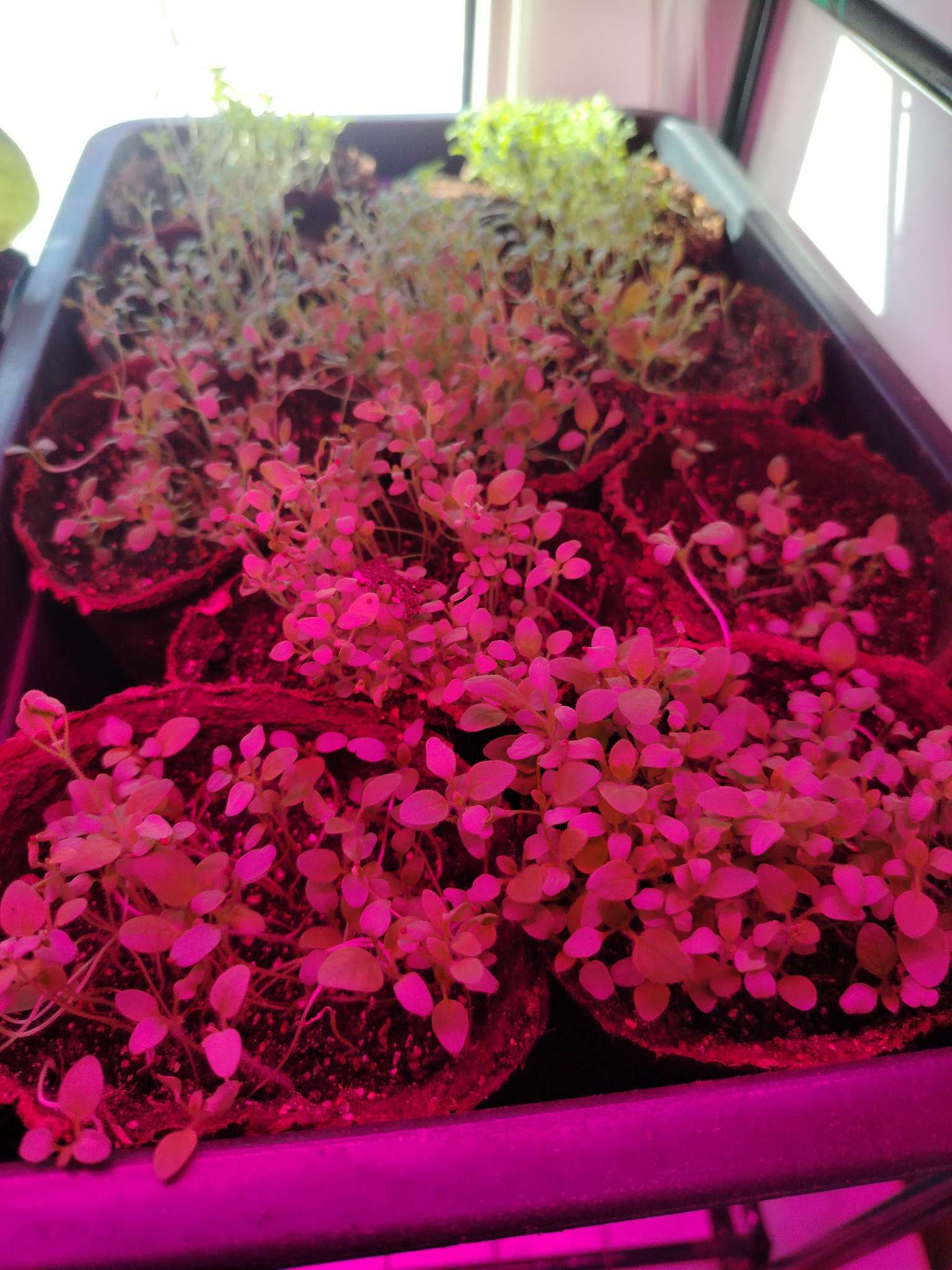 Фотография покупателя товара Семена цветов Сальпиглоссис «Смесь», 0.1 г, «УРОЖАЙ УДАЧИ» - Фото 1