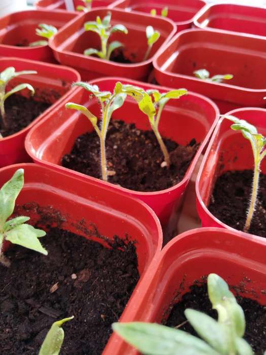 Фотография покупателя товара Семена Томат "Санька", б/п, детерминантный, 0,1 г - Фото 1