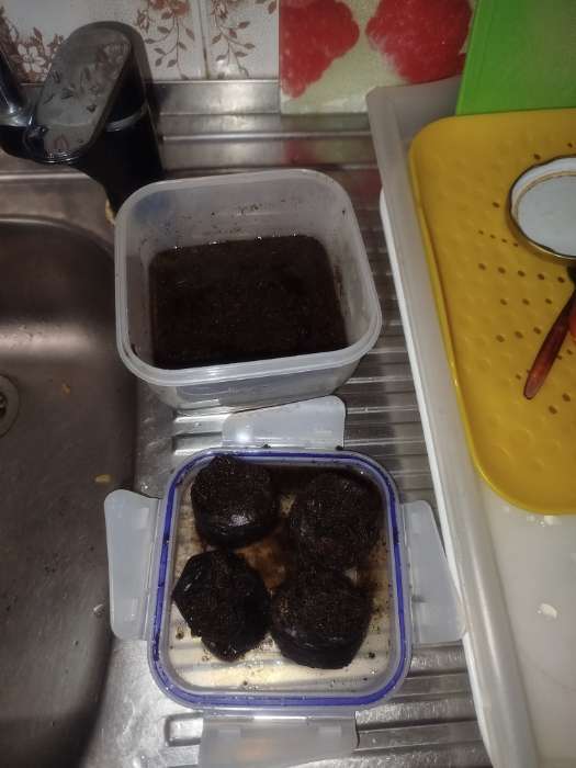 Фотография покупателя товара Таблетки торфяные, для рассады, d=4.2 см, с оболочкой, набор 50 шт. - Фото 21