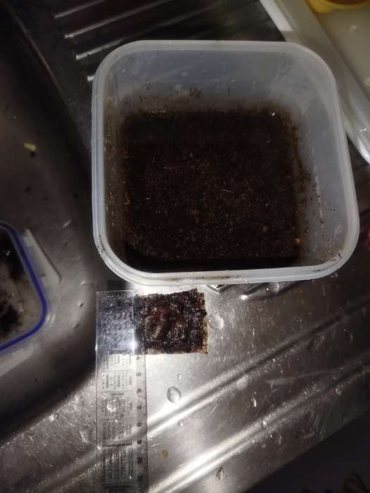 Фотография покупателя товара Таблетки торфяные, для рассады, d=4.2 см, с оболочкой, набор 50 шт. - Фото 19