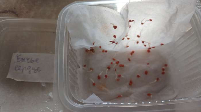 Фотография покупателя товара Семена Томат «Бычье сердце», среднерослое, индетерминантный, 0.05 г, серия «ХИТ», «Гавриш» - Фото 1