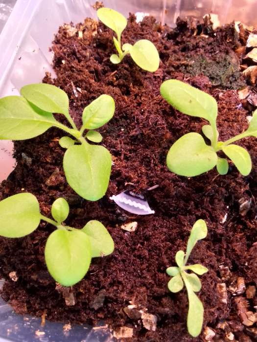 Фотография покупателя товара Семена цветов Петуния "Вейв Мисти Лилак",  F1, 5 шт - Фото 8