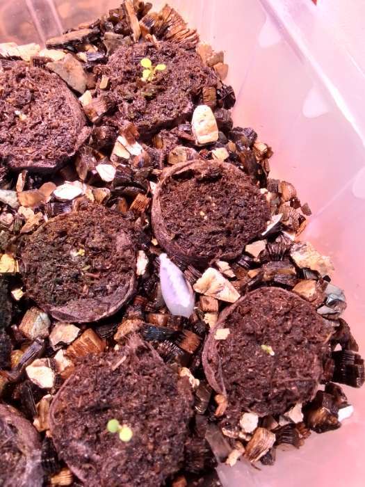 Фотография покупателя товара Семена цветов Петуния "Изи Вейв Еллоу", F1, 5 шт" - Фото 2