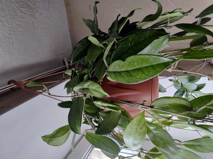 Фотография покупателя товара Кашпо для цветов подвесное «Алиция», 4.3 л, с поддоном, цвет белая глина - Фото 1