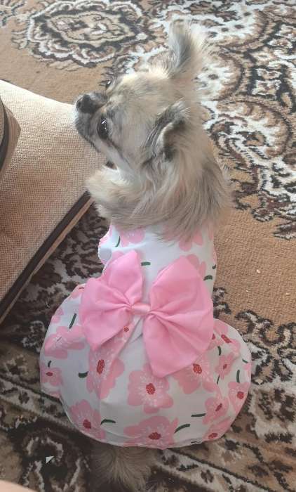 Фотография покупателя товара Платье для животных «Ромашки», размер S, ДС 25, ОГ 35 см, хлопок, розовое - Фото 1