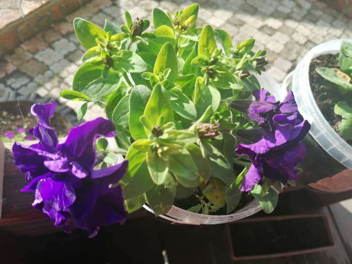 Фотография покупателя товара Семена цветов петуния "Ниагара Синяя", F1, О, 10 шт - Фото 1