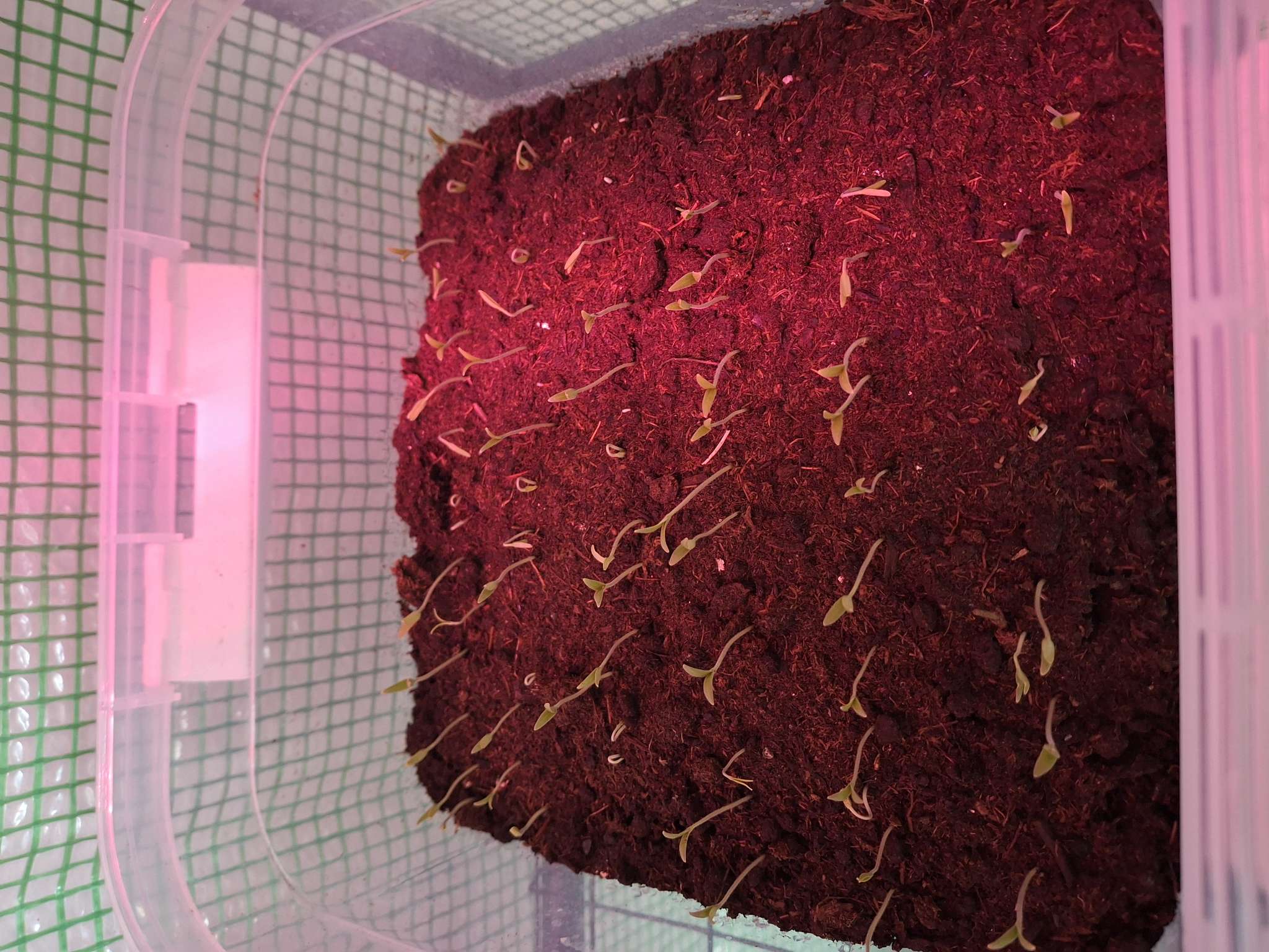 Фотография покупателя товара Семена Томат «Бычье сердце розовое», среднеспелый, детерминантный, среднерослый, 20 шт., «Аэлита» - Фото 1