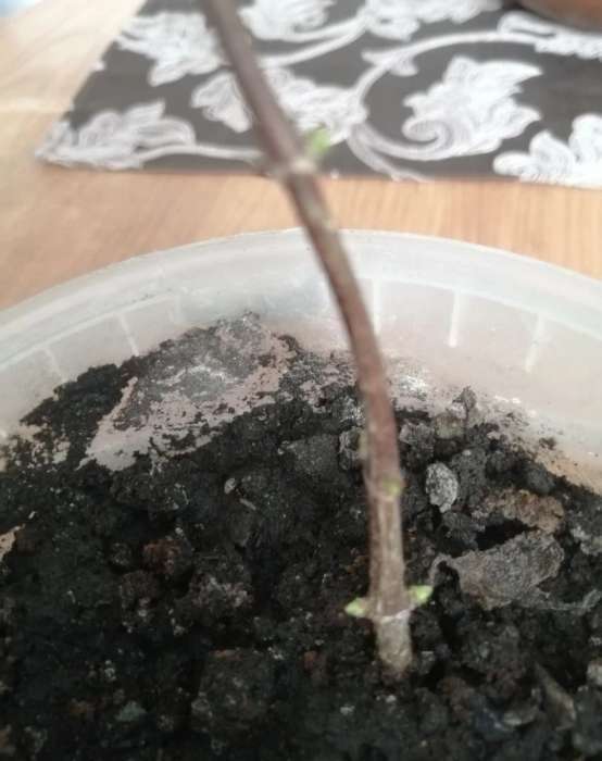 Фотография покупателя товара Стимулятор роста растений HB-101, ампула, 6 мл - Фото 1