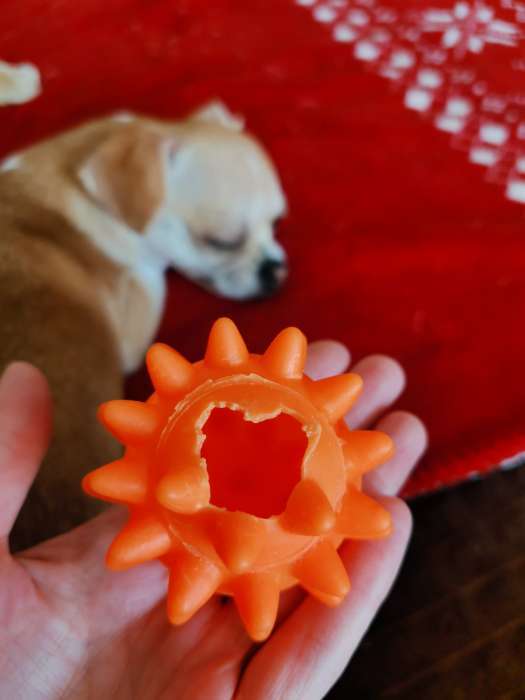 Фотография покупателя товара Игрушка пищащая "Мяч с шипами" для собак, 6,5 см, оранжевая - Фото 2