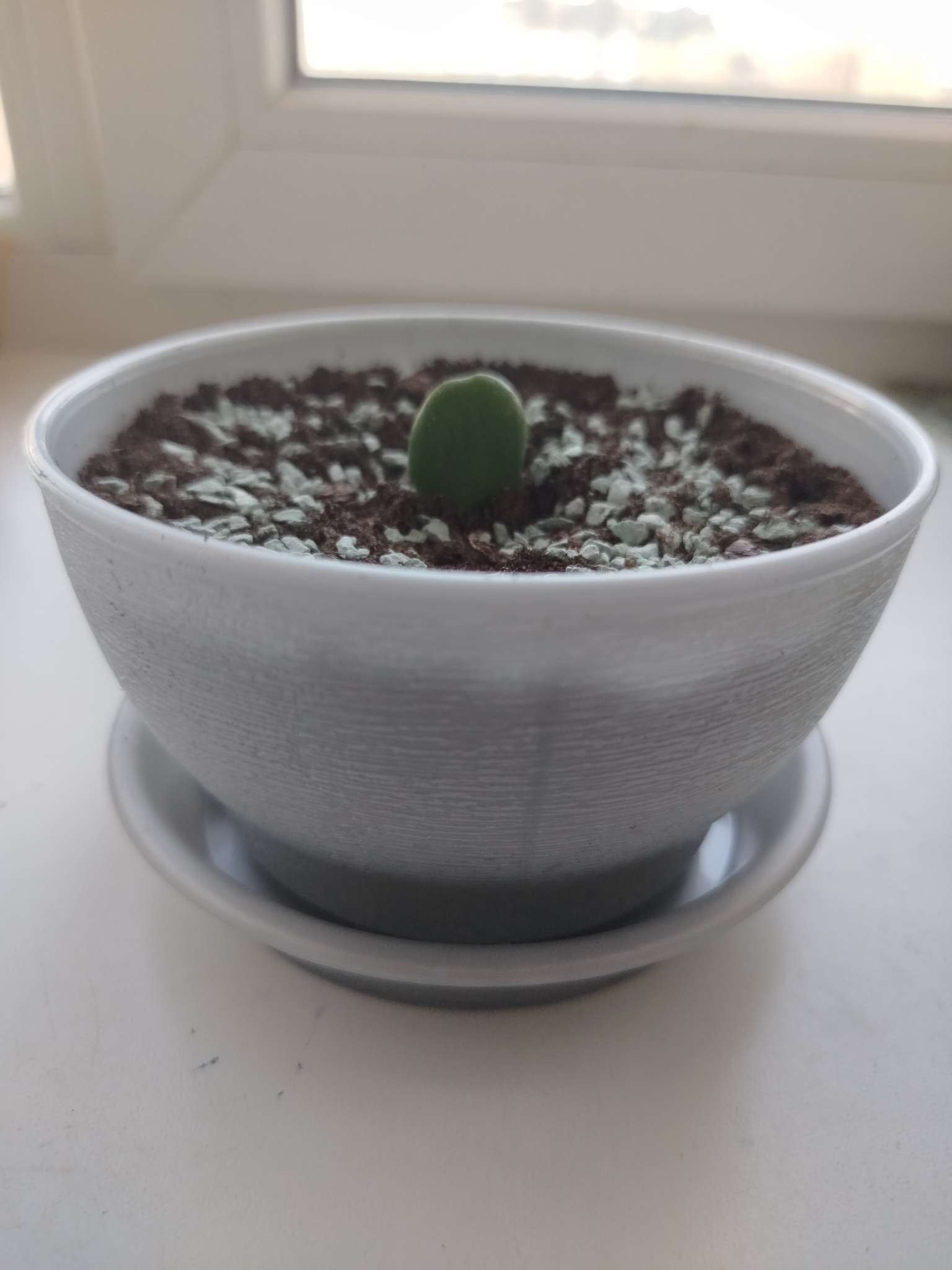 Фотография покупателя товара Горшок для цветов «Фиалочка», 800 мл, d=14 см, h=8 см, пластиковый, зелёный - Фото 1