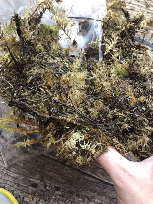 Фотография покупателя товара Мох сфагнум «Рецепты Дедушки Никиты» 0.7 л - Фото 45