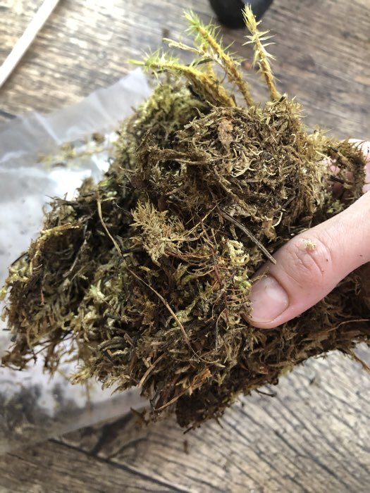 Фотография покупателя товара Мох сфагнум «Рецепты Дедушки Никиты» 0.7 л - Фото 46