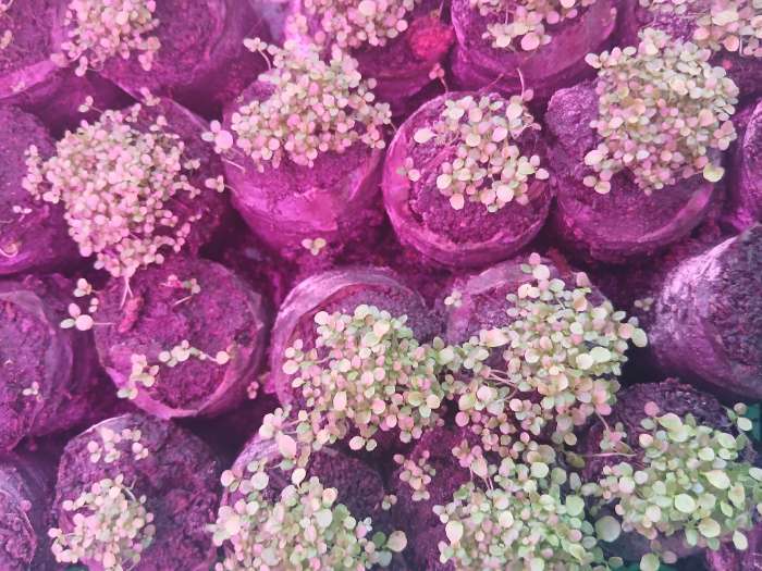 Фотография покупателя товара Таблетки торфяные, для рассады, d=3.6 см, с оболочкой, набор 50 шт. - Фото 1