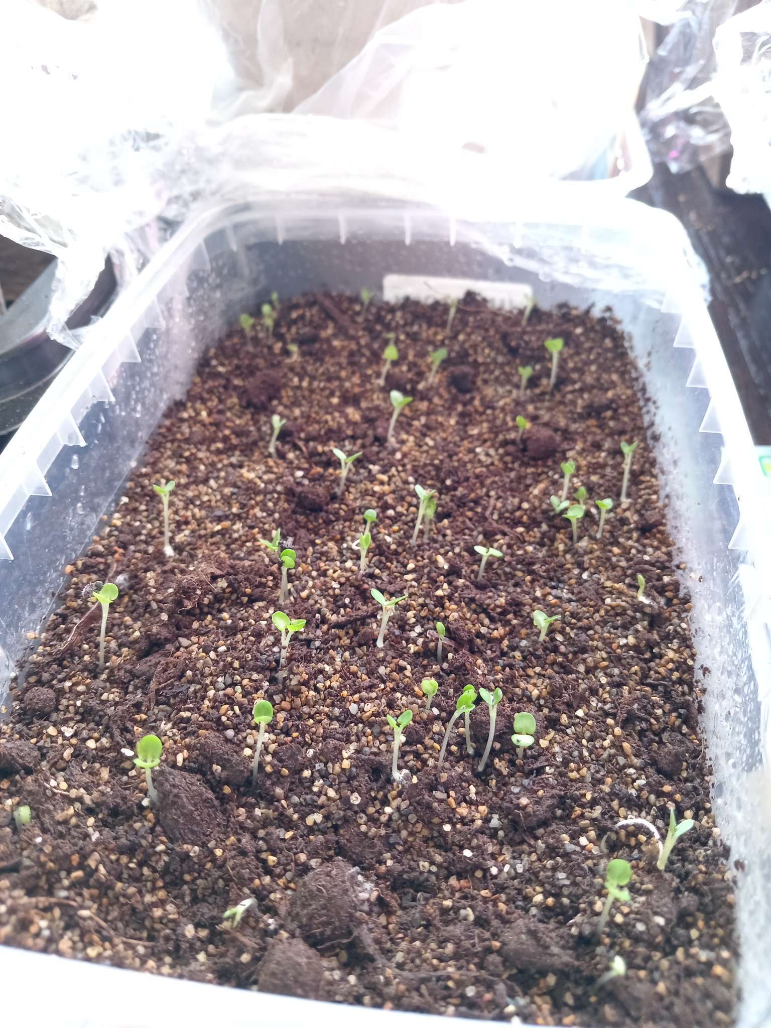 Фотография покупателя товара Семена Шалфей Западно-Фрисландский Фиолетово-Синий дубравный (West-Friesland Violet Blue) 20шт.  12. - Фото 1