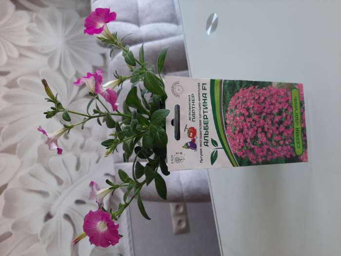 Фотография покупателя товара Семена цветов Петуния  "Альбертина", F1,  каскадная, мини многоцветковая, 5 шт - Фото 10