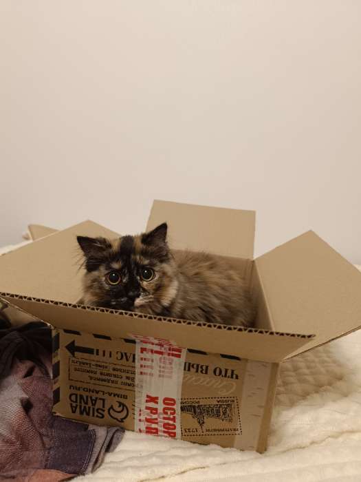 Фотография покупателя товара УЦЕНКА Лоток для проращивания травы кошкам с бутылкой для воды 32×23.5×5 см - Фото 3