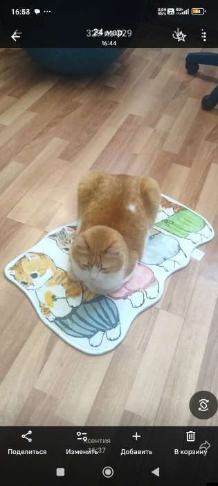 Фотография покупателя товара Коврик для дома Доляна «Котята», для детей, 39.5×60.5 см - Фото 1