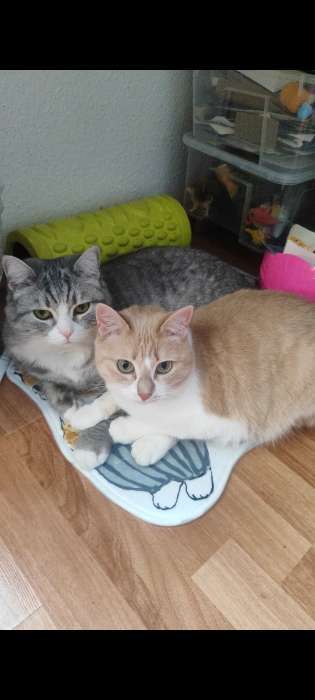 Фотография покупателя товара Коврик для дома Доляна «Котята», для детей, 39.5×60.5 см - Фото 2