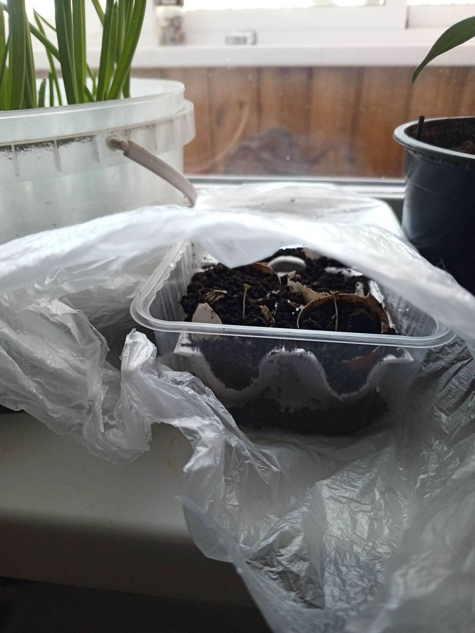 Фотография покупателя товара Семена Эвкалипт Шаровидный 10шт.  12.29 г. - Фото 1