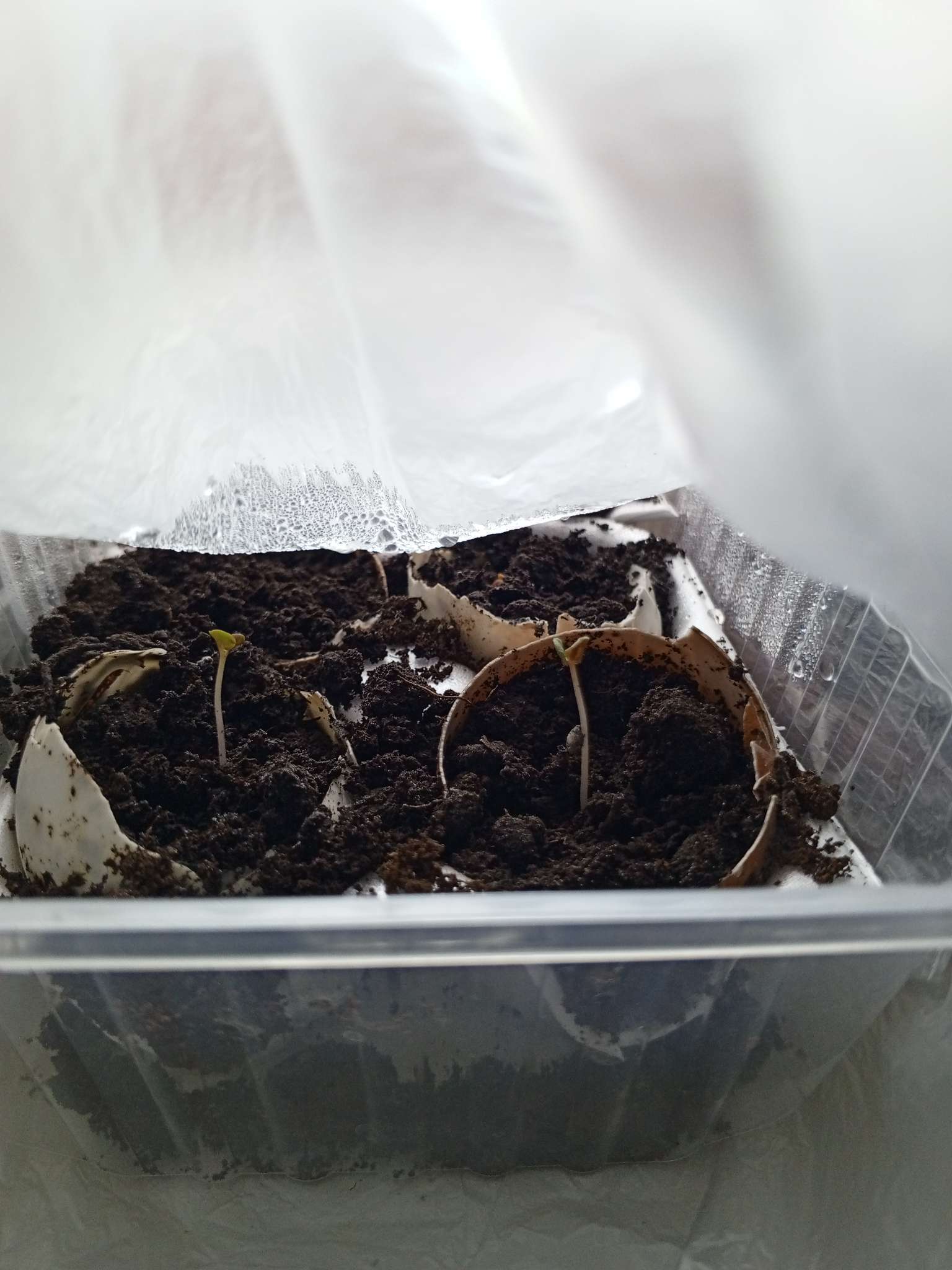 Фотография покупателя товара Семена Эвкалипт Шаровидный 10шт.  12.29 г. - Фото 2