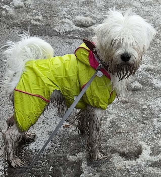 Фотография покупателя товара Комбинезон для собак, демисезонный, размер XL, ДС 37, Ог 49, ОШ 33 см, с сумкой, розовый - Фото 1