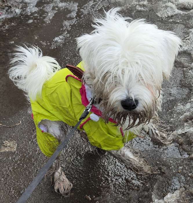 Фотография покупателя товара Комбинезон для собак, демисезонный, размер XL, ДС 37, Ог 49, ОШ 33 см, с сумкой, розовый - Фото 2