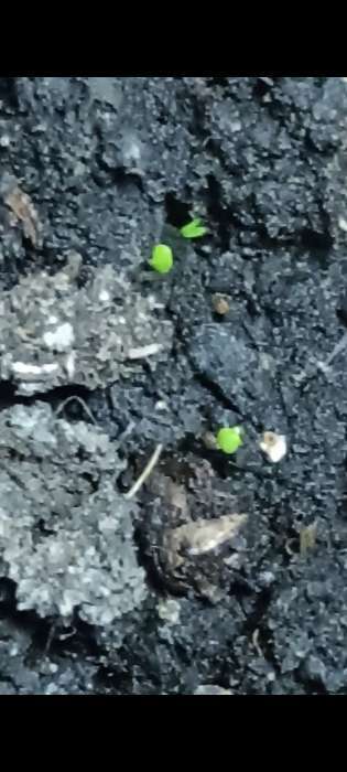 Фотография покупателя товара Семена Мята «Ментол», 0.05 г, «Гавриш» - Фото 1