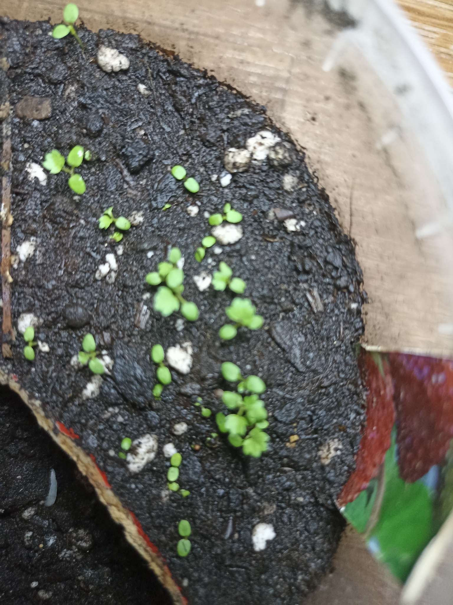 Фотография покупателя товара Семена Земляника ремонтантная «Барон Солемахер», 100 шт., «Поиск» - Фото 1