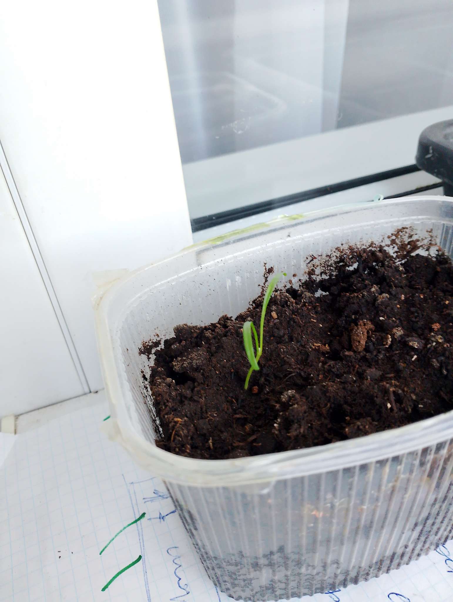 Фотография покупателя товара Семена цветов Дихондра ползучая "СЕРЕБРИСТЫЙ ВОДОПАД" драже, 3 шт - Фото 1