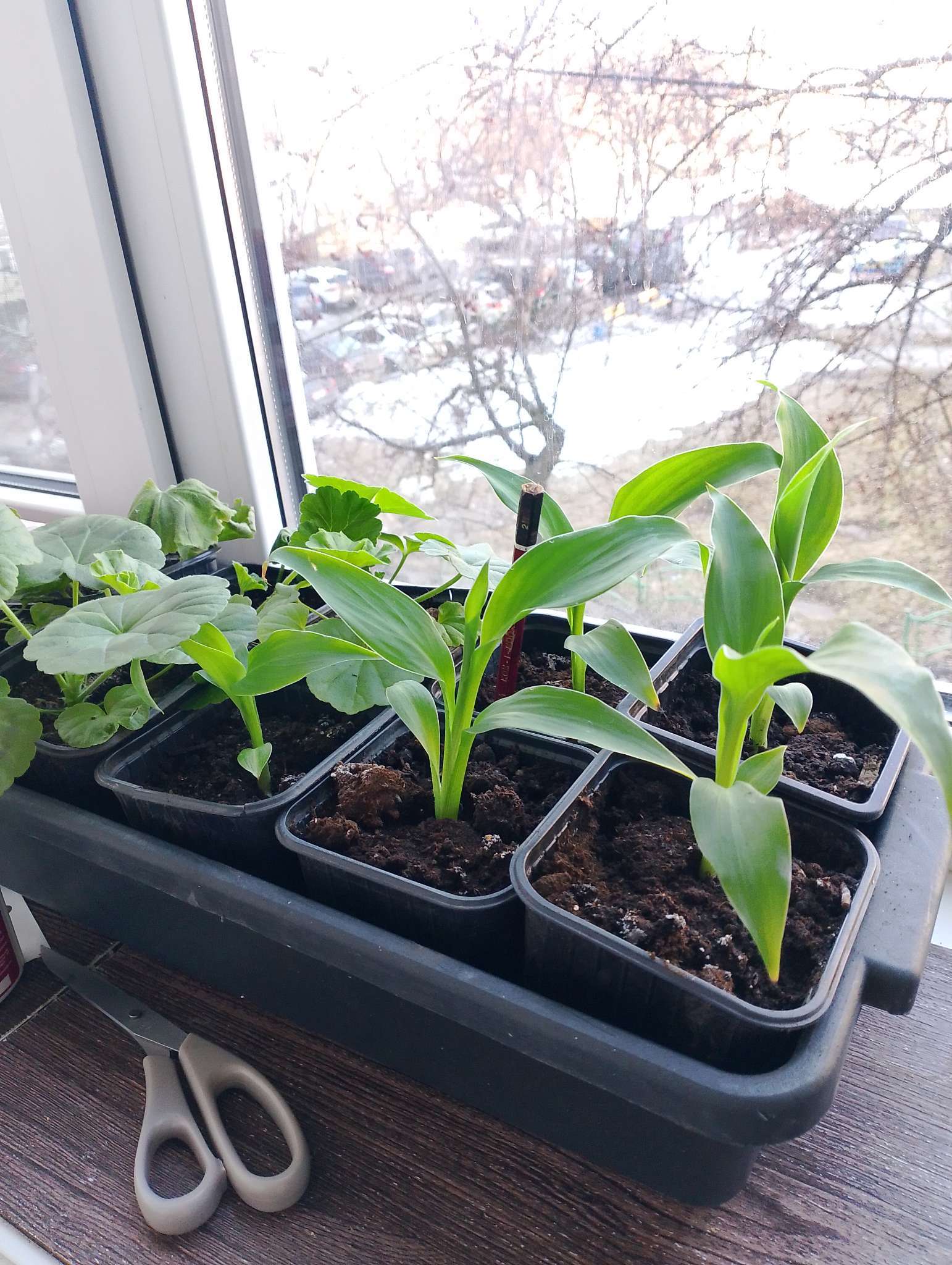 Фотография покупателя товара Семена цветов Канна индийская «Большие цветы», 3 шт. - Фото 2