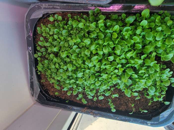 Фотография покупателя товара Семена Лобелия «Эринус Кристалл Палас», 0.05 г, «Золотая Сотка Алтая» - Фото 1