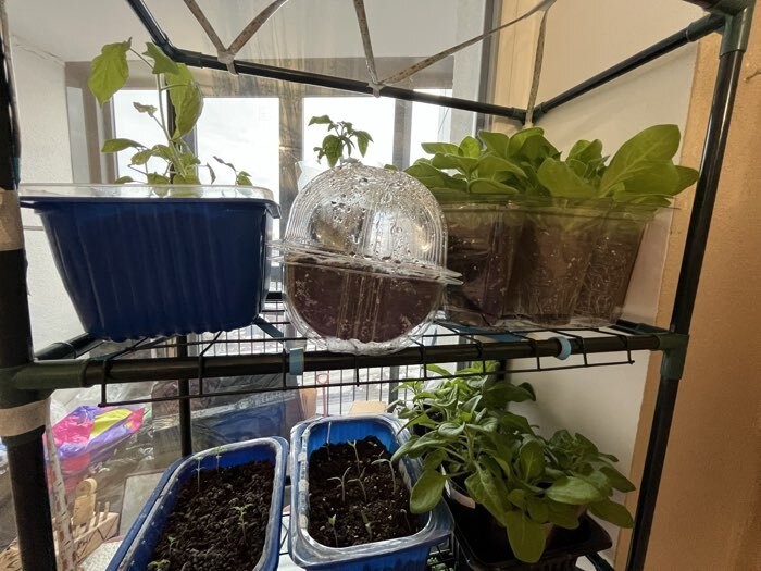 Фотография покупателя товара Парник-стеллаж для рассады, металлический, 3 полки, 80×24×46 см, d=12 мм, с чехлом 80 мкм, Greengo - Фото 3