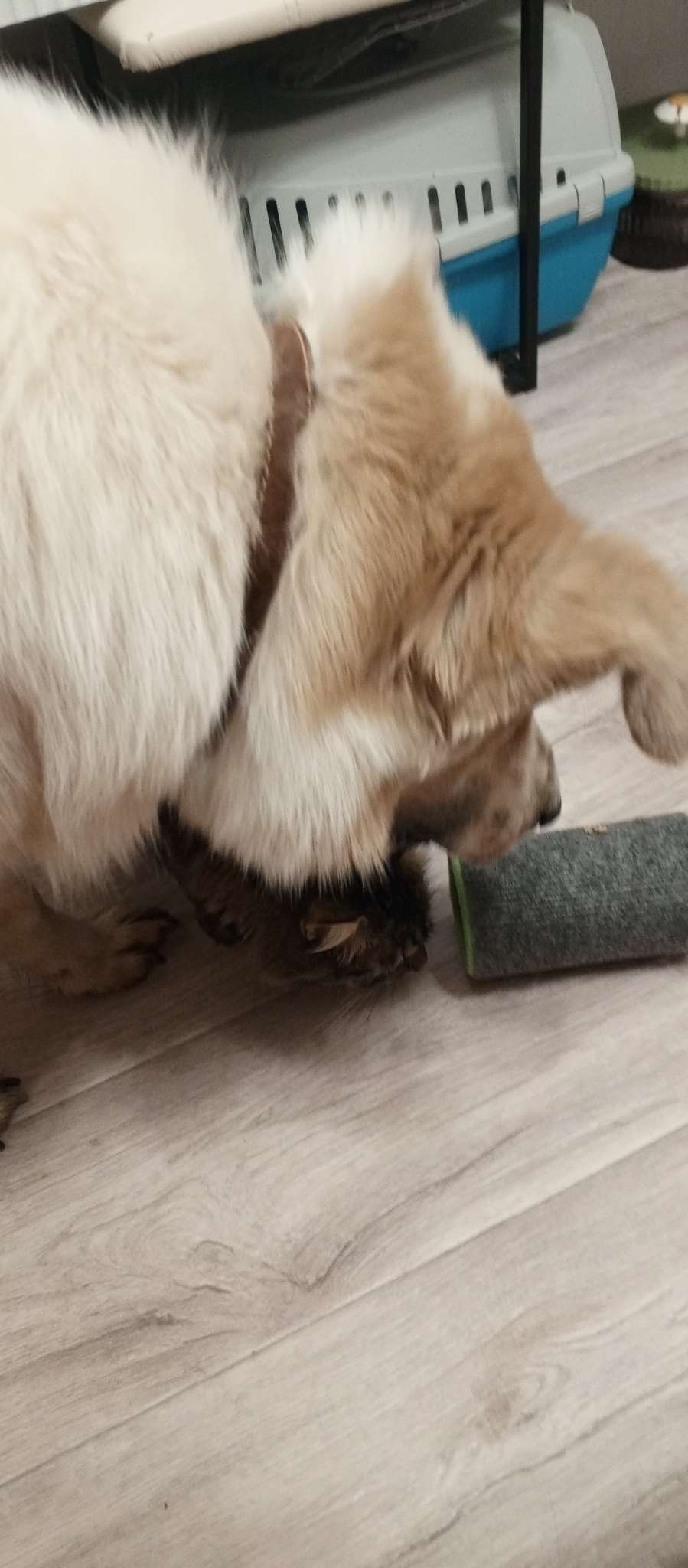 Фотография покупателя товара Игрушка-когтеточка «Кошки-мышки», 16×9 см, ковролин, цвет МИКС - Фото 1