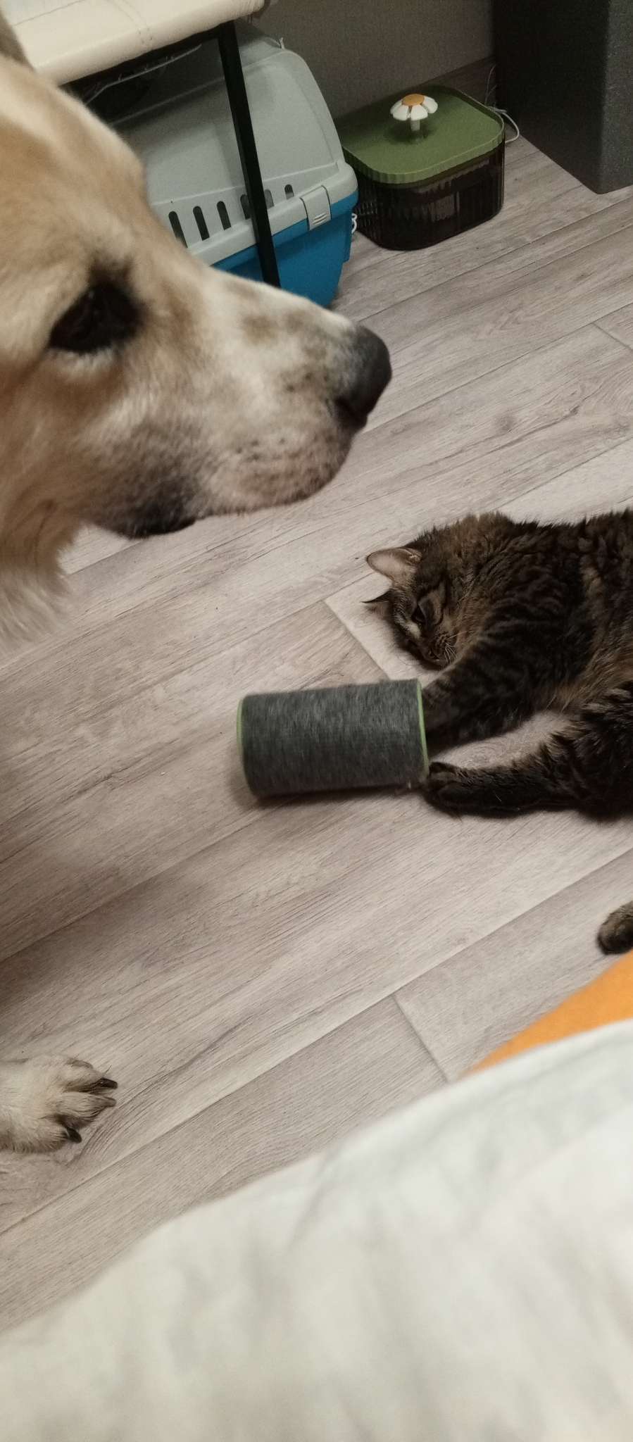 Фотография покупателя товара Игрушка-когтеточка «Кошки-мышки», 16×9 см, ковролин, цвет МИКС - Фото 2