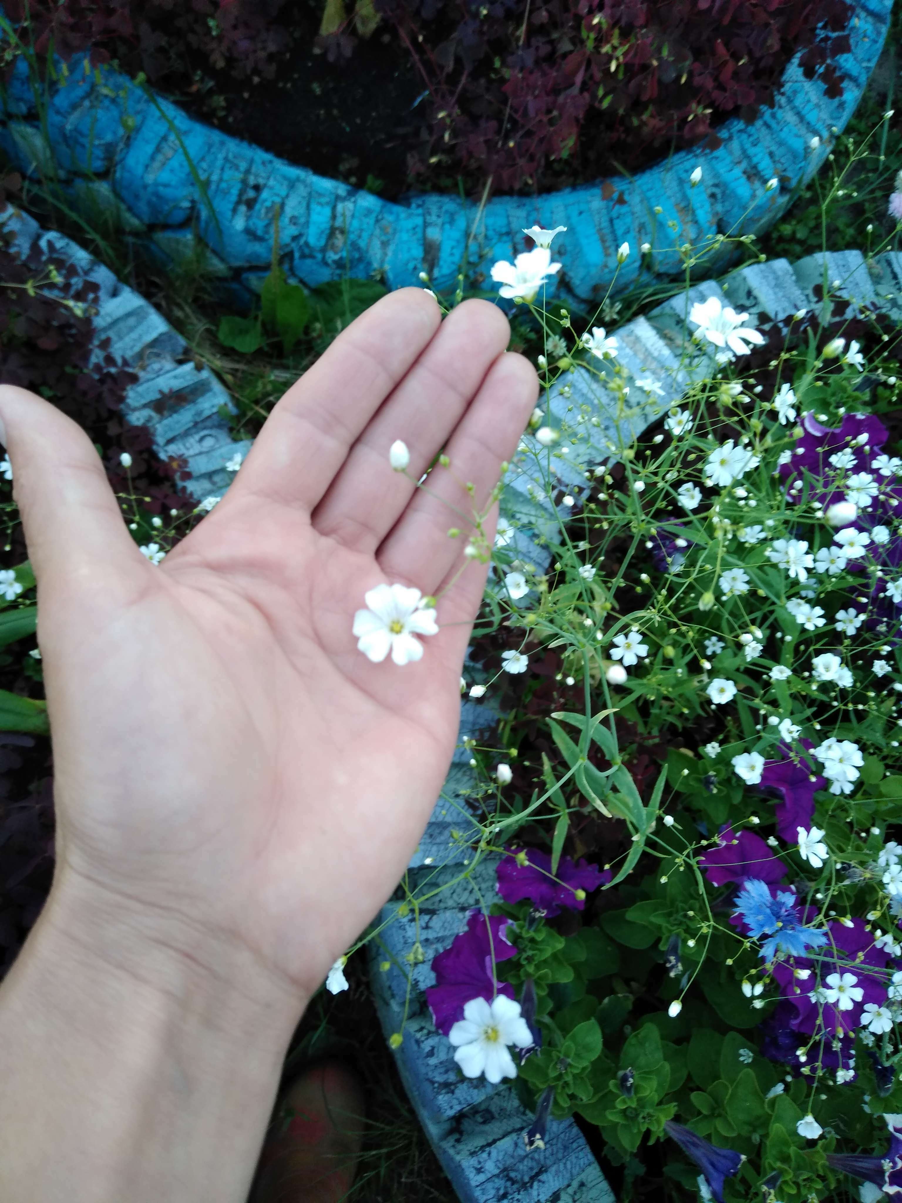 Фотография покупателя товара Семена цветов Гипсофила "Розовые гёзы", 0,5 г - Фото 3